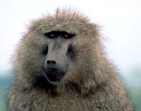 baboon