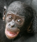bonobo