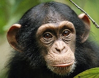 chimp