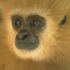 gibbon