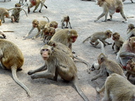 Simians