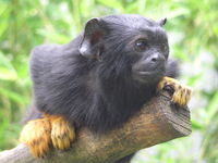 tamarin